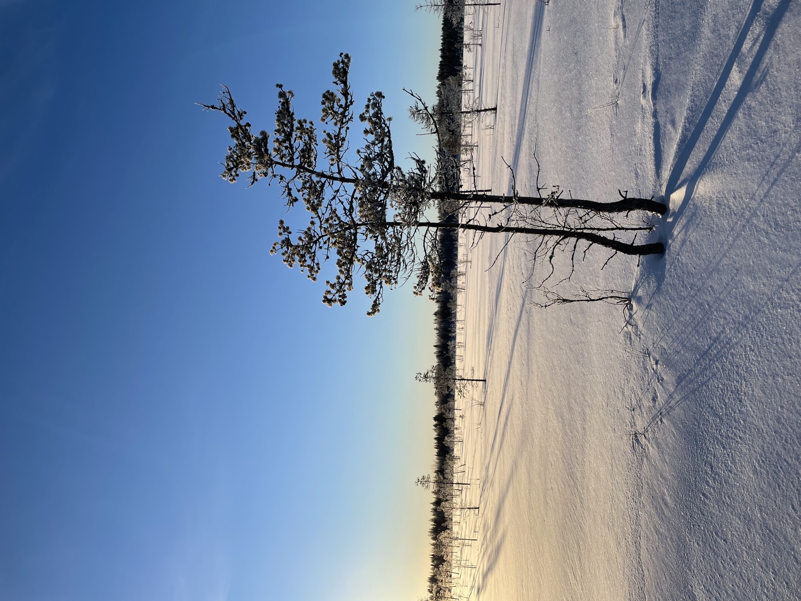 Snowy landscape